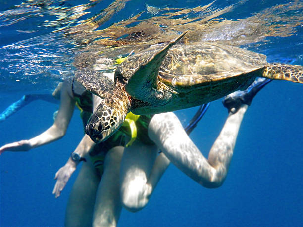 istock Swimming with a wild green turtle in Hawaii 102773384