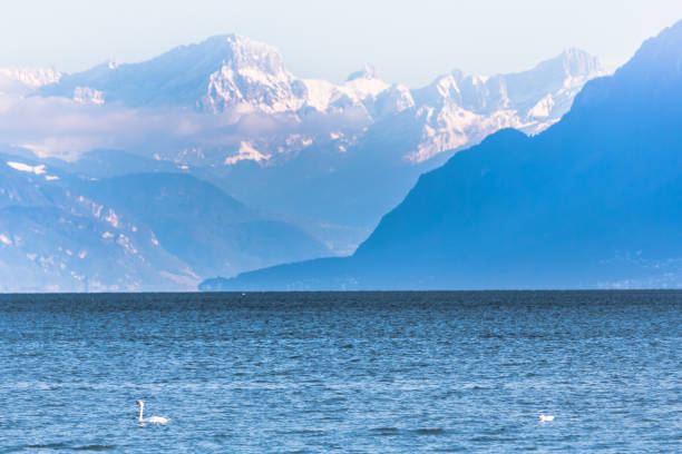 Swan on Lake Geneva