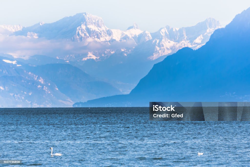 Mountains over Lake Geneva Swan on Lake Geneva Evian-les-Bains Stock Photo