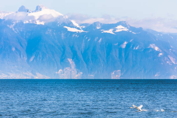 Swan on Lake Geneva