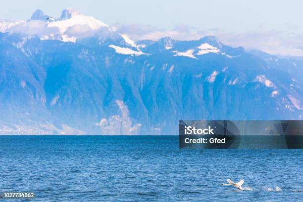 Swan On Lake Geneva Stock Photo - Download Image Now - Evian-les-Bains, Mountain, Animal Body Part