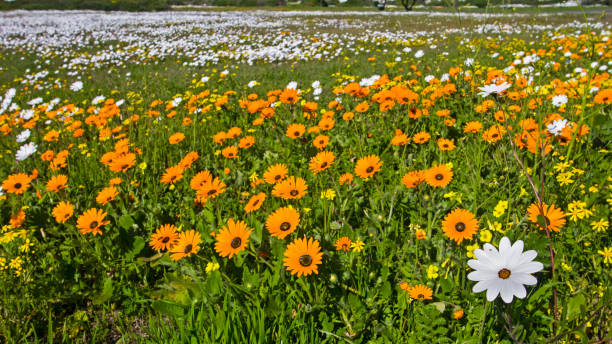 istock Orange and white daisies in Western Cape 1027741752