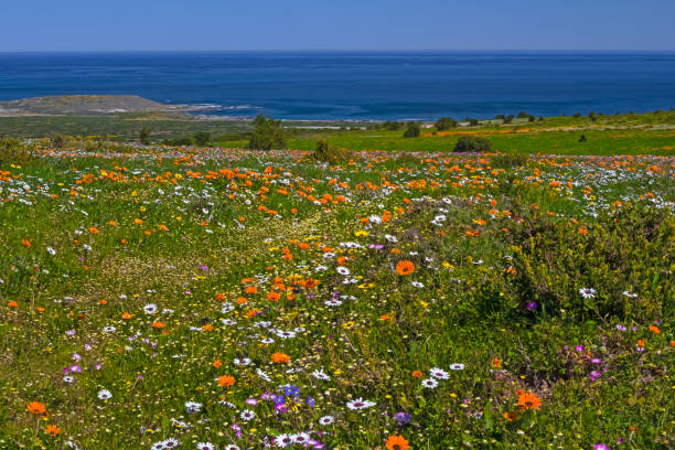 istock Multicolored wildflowers in West Coast National Park 1027741766