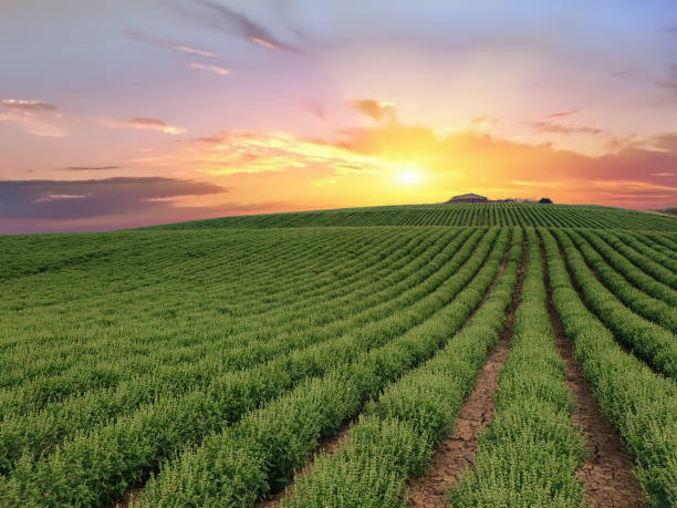 istock Basil crops at sunrise. Dipsacum (Teasel) flower in Coriano, Emilia Romagna countryside, Italy 1027742800