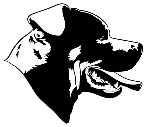 ilustraciones, imágenes clip art, dibujos animados e iconos de stock de vector símbolo de perro rottweiler - rottweiler