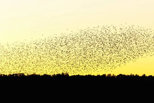 Large flock of jackdaws in silhouette flying in the evening sky over the trees