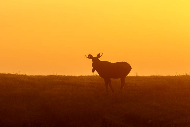 istock Bull Moose in a meadow at dawn 1027746650