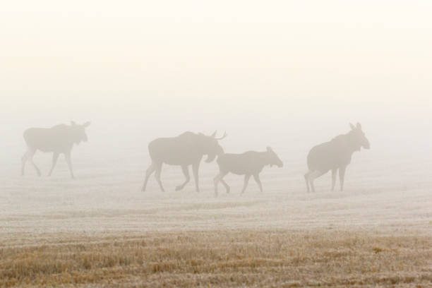 istock Moose flock walking on a field in autumn fog 1027746672