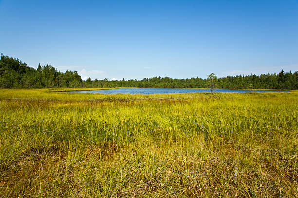 istock Bog in northern wood 102774701