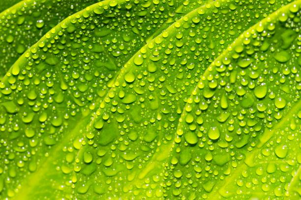Closed up raindrops on bright green leaf.