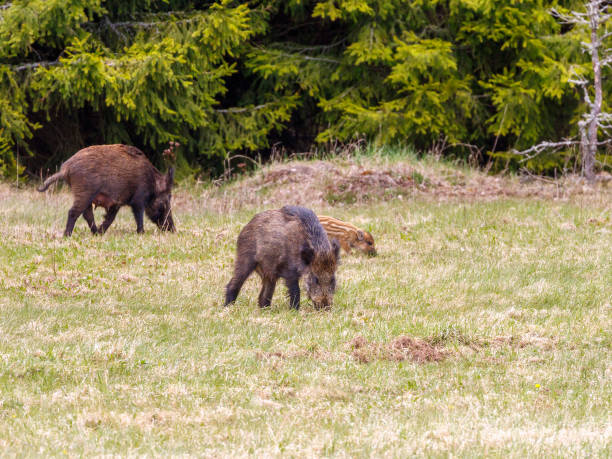 istock Wild boar in a meadow at the forest edge 1027749652