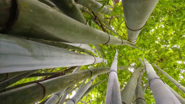 Details of a bamboo forest - Details of a bamboo forest