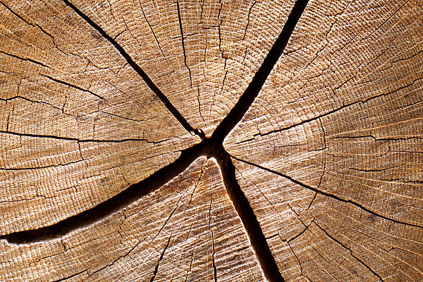 Imagem de DSLR de um corte de madeira de carvalho branco - foto de acervo