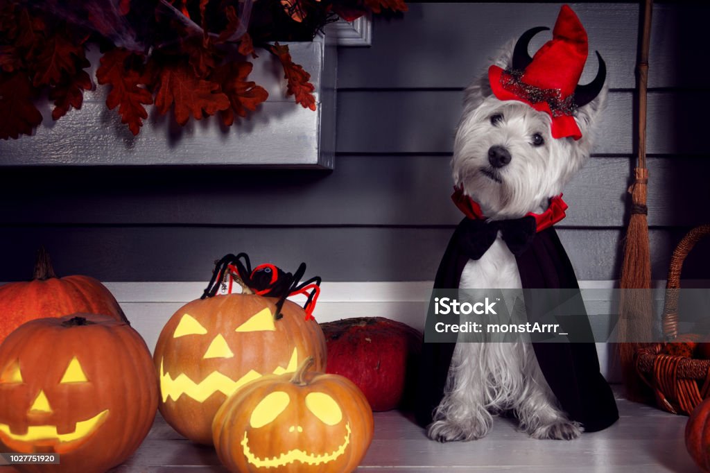 Perro en traje de Halloween de Dracula - Foto de stock de Halloween libre de derechos