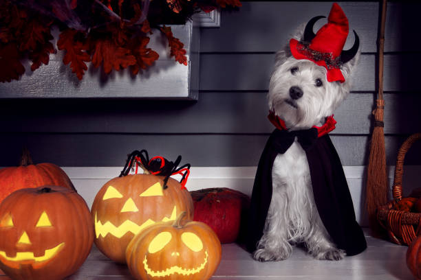Dog in Halloween Dracula costume Funny west highland white terrier dog in scary Halloween costume and red hat with devil horns sitting outdoor with  pumpkins lanterns with fear spooky faces. Halloween night decorations concept. cape garment photos stock pictures, royalty-free photos & images
