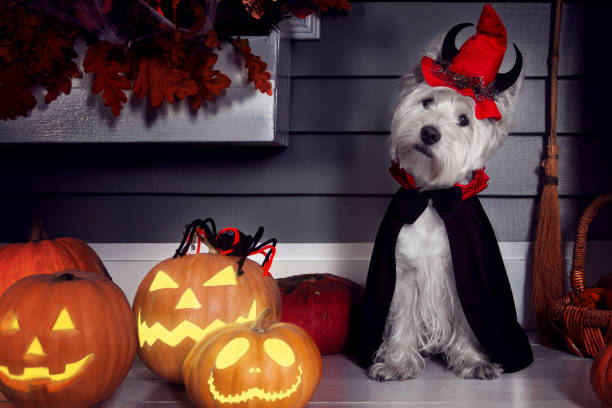 Dog in Halloween Dracula costume Funny west highland white terrier dog in scary Halloween costume and red hat with devil horns sitting outdoor with  pumpkins lanterns with fear spooky faces. Halloween night decorations concept. pet clothing stock pictures, royalty-free photos & images