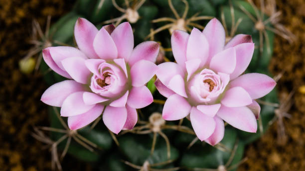 istock Blooming Cactus Flower Gymnocalycium Pink Color 1027752142