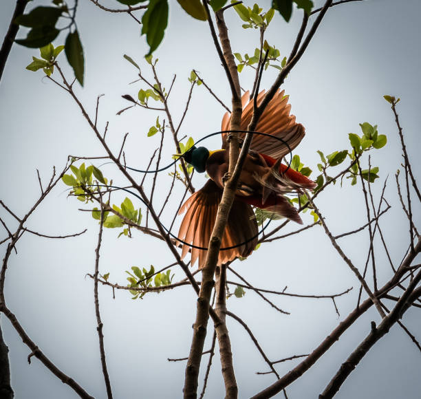 istock red bird of paradise 1027752218