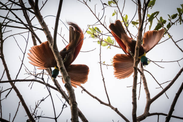 istock red bird of paradise 1027752230