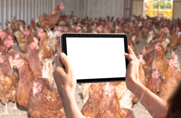 nông nghiệp kỹ thuật số nông nghiệp - choosing chicken breed with technology hình ảnh sẵn có, bức ảnh & hình ảnh trả phí bản quyền một lần