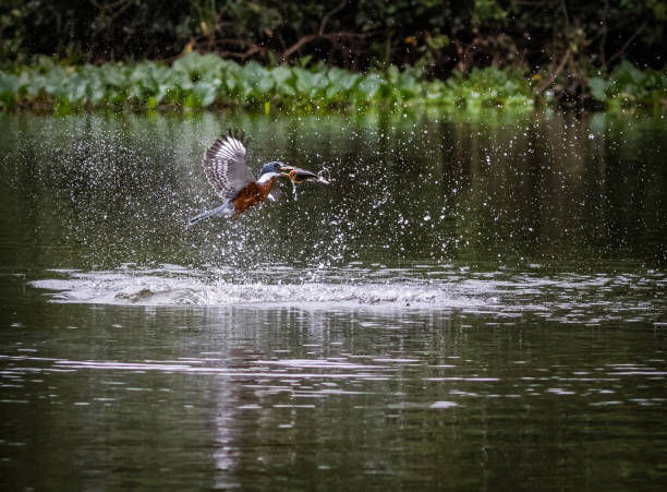 istock Kingfisher catches fish in the water. 1027752754