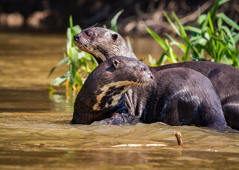giant otter in nature. wildlife endangered in Pantanal.