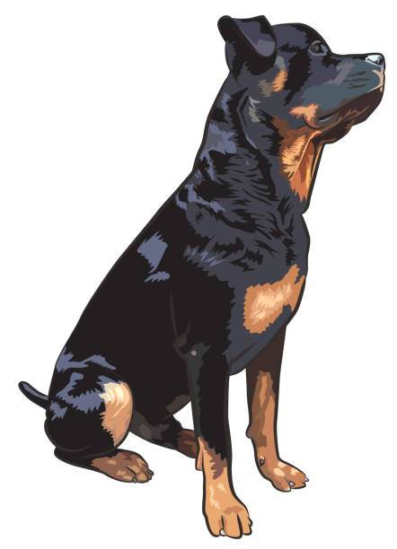 Dog Rottweiler Vector Sign Symbol Rottweiler dog illustration in vector. mean dog stock illustrations