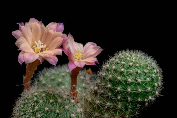 istock Blooming Cactus Flower Rebutia cv. Sunrise Hybrid 1027757556