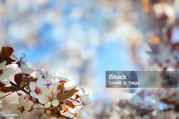 벚꽃 배경기술 소프트 집중입니다 0명에 대한 스톡 사진 및 기타 이미지 - 0명, 계절, 꽃 나무