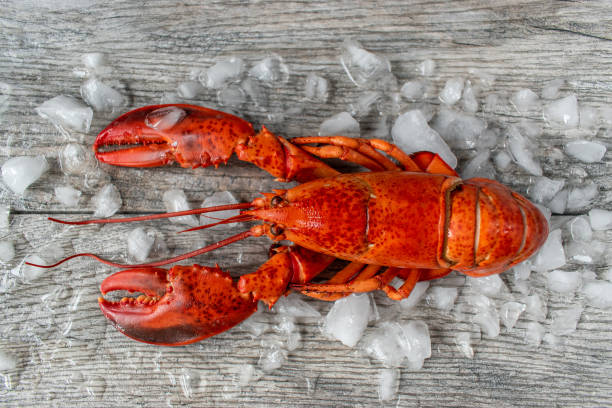 raw red lobster on ice stock photo