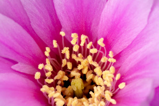 istock Blooming Cactus Flowers Full Frame Pink Color 1027758086