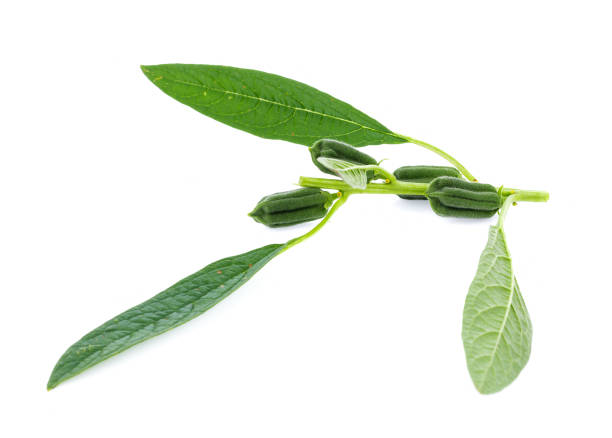 istock fresh sesame pods isolated on white background 1027761040