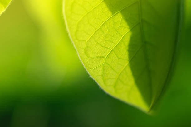 istock Closeup green leaf of tree in nature with copy space on soft green background. 1027761136