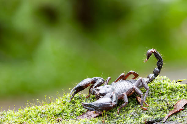 Heterometrus longimanus black scorpion.Emperor Scorpion, Pandinus imperator over natural background Heterometrus longimanus black scorpion.Emperor Scorpion, Pandinus imperator over natural background scorpio stock pictures, royalty-free photos & images