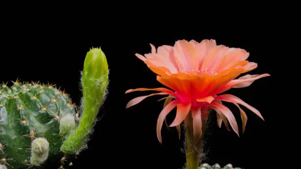 Blooming Cactus Flowers Old-rose Color