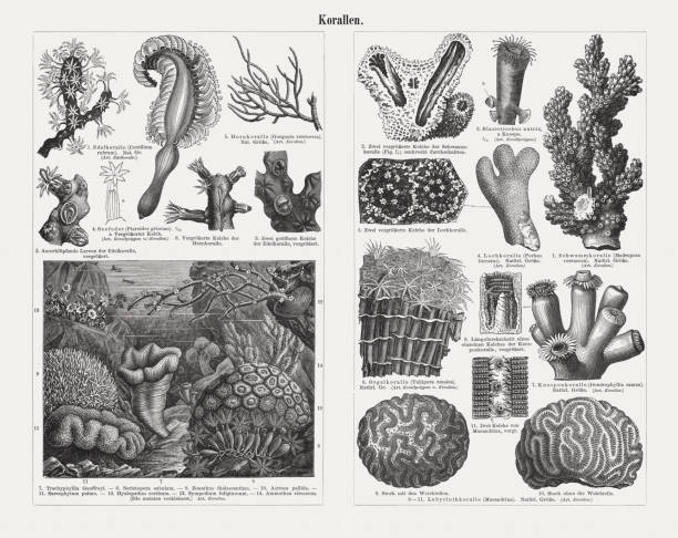 Corals, wood engravings, published in 1897 Corals, left side: 1) Precious coral (Corallium rubrum); 2) Hatching larvae of the precious coral of Precious coral; 3) Two open calyxes of Precious coral; 4) Sea pen (Pteroides griseum), magnified calyx (a); 5) Broad sea fan (Eunicella verrucosa, or Gorgonia verrucosa); 6) Magnified calyxes of Broad sea fan; 7) Trachyphyllia geoffroyi; 8) Seriatopora subalata; 9) Zoanthus thalassianthus; 10) Dipsastraea speciosa (or Astraea pallida); 11) Sarcophytum pulmo; 12) Hyalopathes corticata; 13) Sympodium fuliginosum; 14) Ammothea virescens. Right side: 1) Pocillopora verrucosa (or Madrepora verrucosa); 2) Two magnified calyxes of Pocillopora verrucosa; 3) Blastotrochus nutrix, bud (a); 4) Thin finger coral (Porites furcata, or Porites furcatus); 5) Two magnified calyxes of Thin finger cora; 6) Organ pipe coral (Tubipora musica); 7) Dendrophyllia ramea and longitudinal average of a calyx  (8); 9 - 11) Grooved brain coral (Diploria labyrinthiformis, or Maeandrina), exemplar with (9) and without (10) soft tissue, three calyxes (11). Wood engravings, published in 1897. organ pipe coral stock illustrations