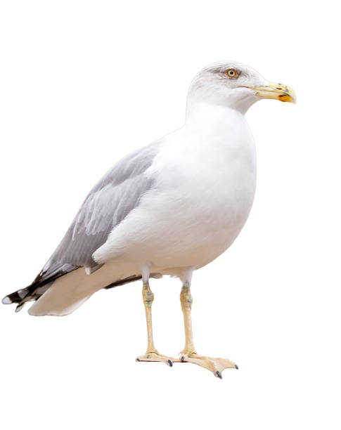 istock A sitting seagull isolated on white background 1027764434