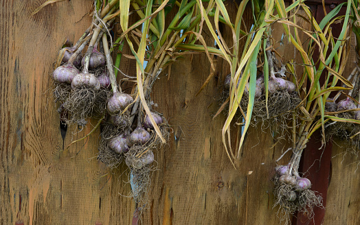garlic in bunches on a  old fence