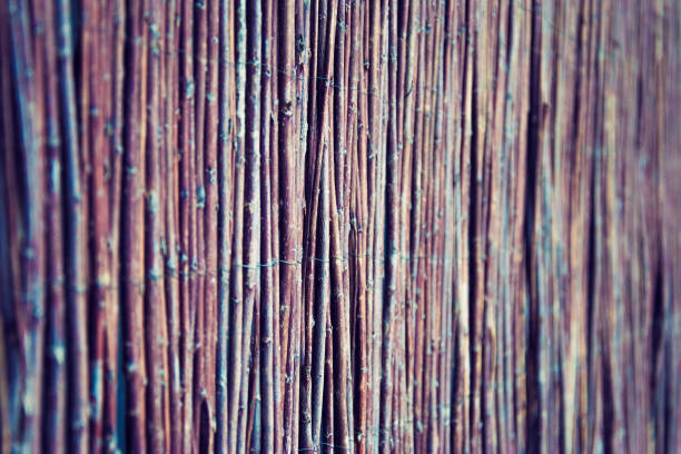 Background from the fence of their twigs