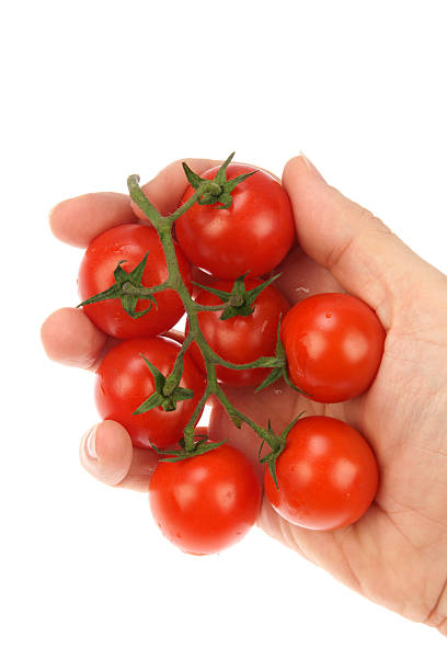 istock organic tomatoes in hand 102776760