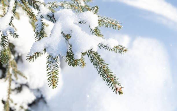 istock Spruce tree branch with snow in winter 1027768872