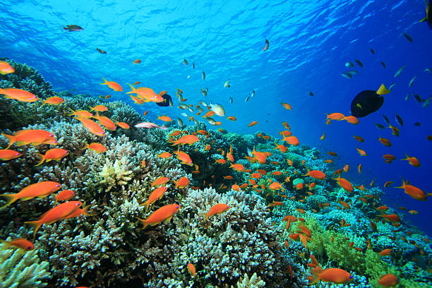 istock Beautiful Coral Reef in the Red Sea 102777136
