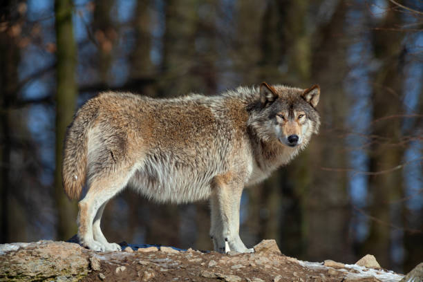 istock Beautiful male Canadian timber wolf 1027771744
