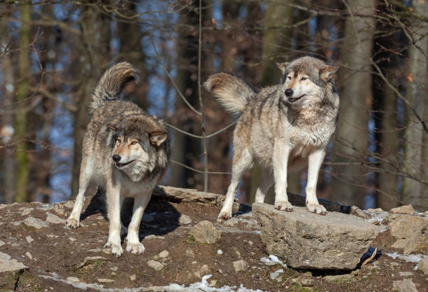 istock Two canadian timber wolves in winter 1027771752