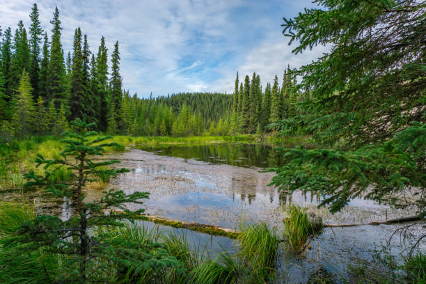 istock Horseshoe lake view in Denali national park 1027771858