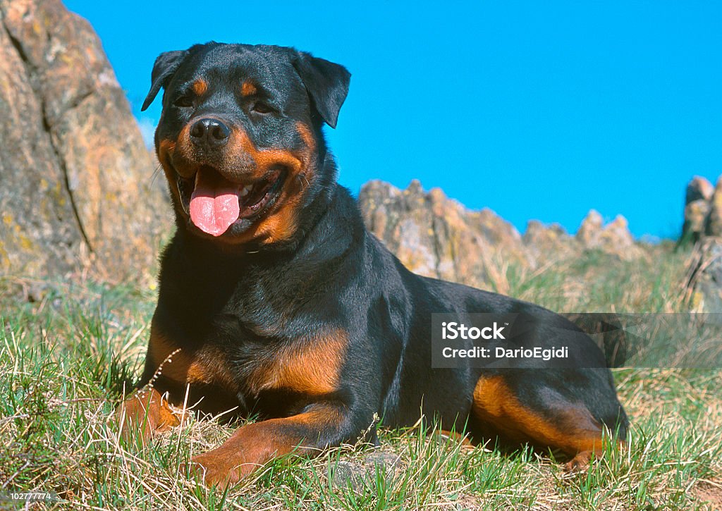 Animali cane rottweiller - Foto stock royalty-free di Animale