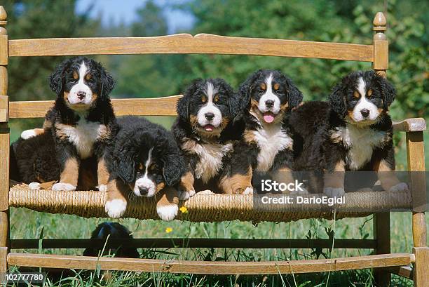 Bovaro Del Bernese Fritta Su Una Panchina In Un Prato - Fotografie stock e altre immagini di Cagnolino