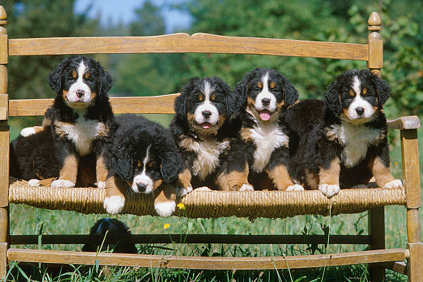 Bernese mountain dog puppies on a bench in a meadow stock photo