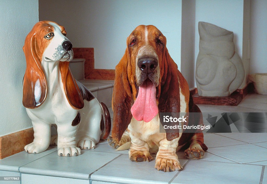 Animali cane basset hound - Foto stock royalty-free di Basset Hound