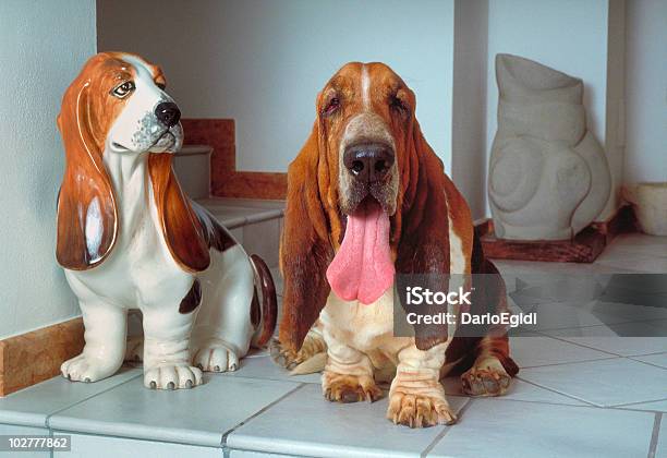 Animali Cane Basset Hound - Fotografie stock e altre immagini di Basset Hound - Basset Hound, Cane, Cane di razza